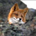 Аватар anna_fox