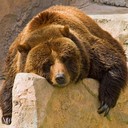 Аватар Bear0284