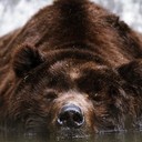 Аватар BearGod