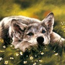 Аватар Dolg_5