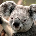 Аватар Koala39