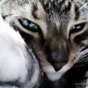 Аватар kote