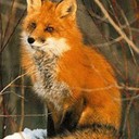 Аватар lisenysh