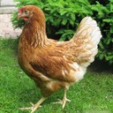Аватар luna_hen