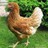Аватар luna_hen