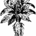 Аватар mandragora