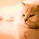 Аватар MogWa