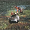 Аватар REINDEER