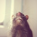 Аватар tosha_007
