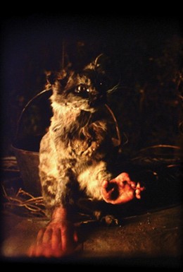 Постер фильма Кот с человеческими руками (2001)