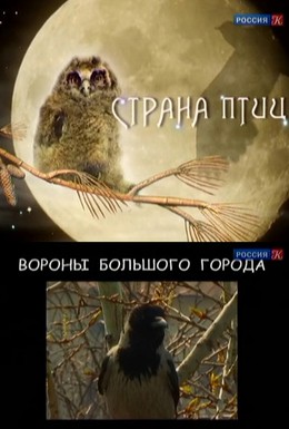 Постер фильма Страна птиц (2011)