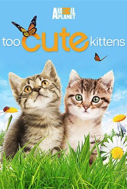 Постер фильма Симпатичные котята и щенки (2011)