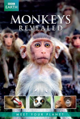 Постер фильма Всё о мире обезьян (2014)