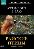 BBC: Райские птицы (1996)