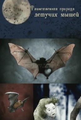 Постер фильма Таинственная природа летучих мышей (2010)