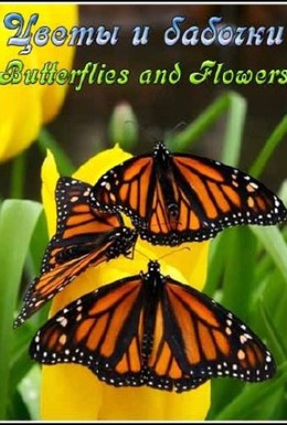 Постер фильма Цветы и бабочки (2008)