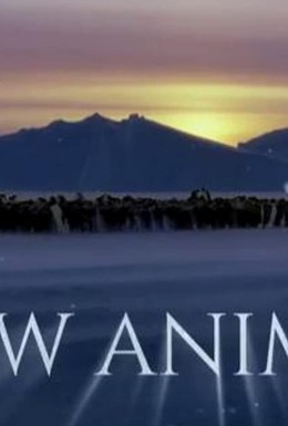 Постер фильма Snow Animals (2019)