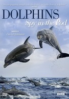 Дельфины скрытой камерой (2014)