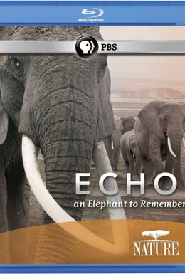Постер фильма Эхо и слоны Амбозели (2009)