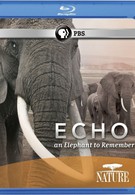 Эхо и слоны Амбозели (2009)