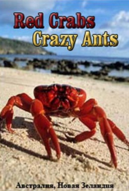 Постер фильма Красные крабы. Жёлтые муравьи (2000)