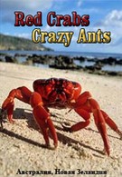 Красные крабы. Жёлтые муравьи (2000)