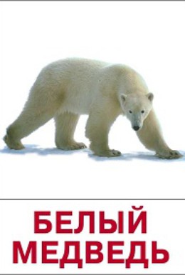 Постер фильма Белый медведь (1975)