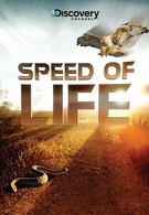 Скорость жизни (2010)