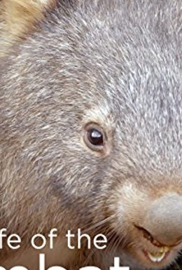 Постер фильма Secret Life of the Wombat (2016)