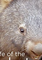Secret Life of the Wombat (2016)