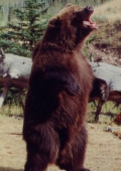 Brody the Bear